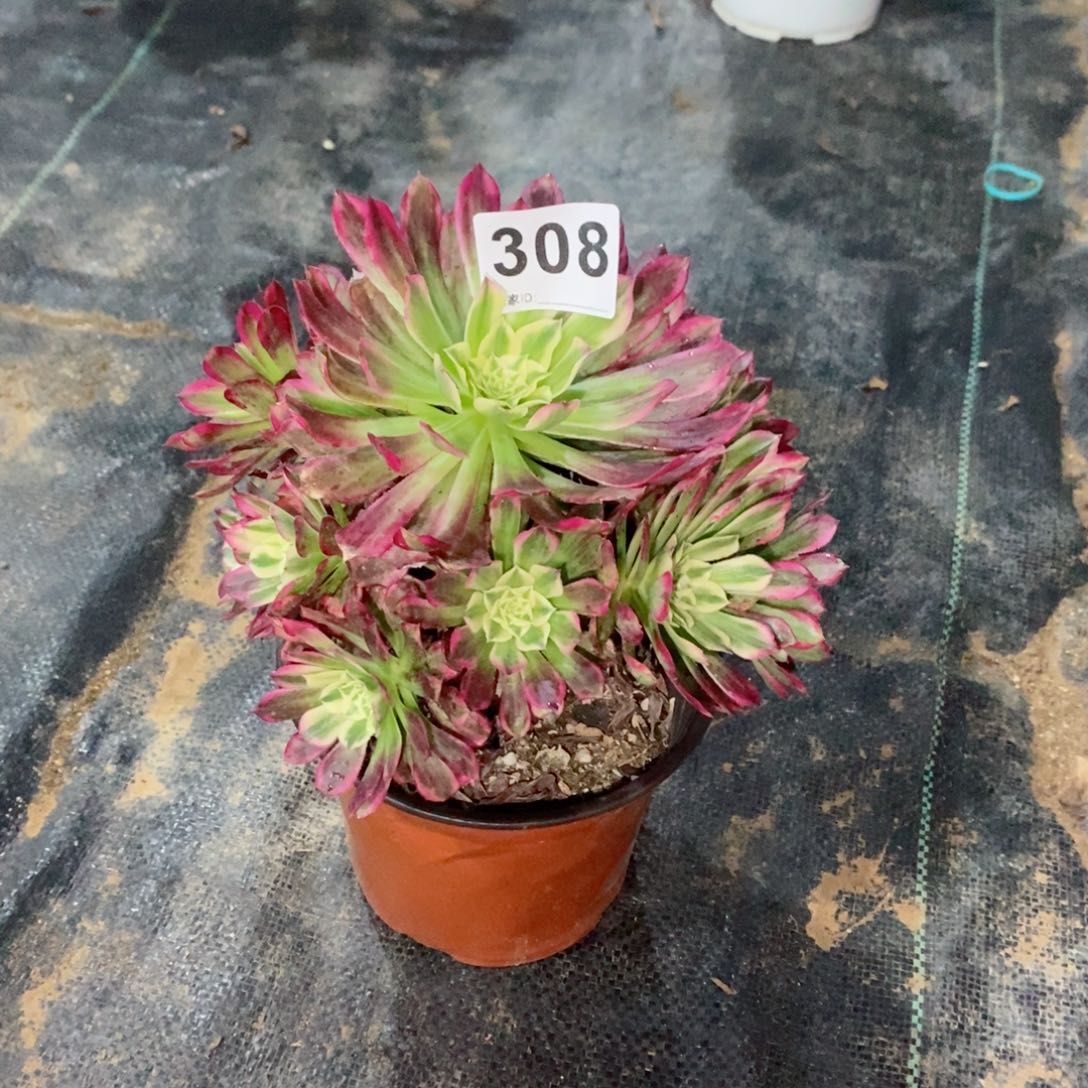 姗*天河308多肉1111