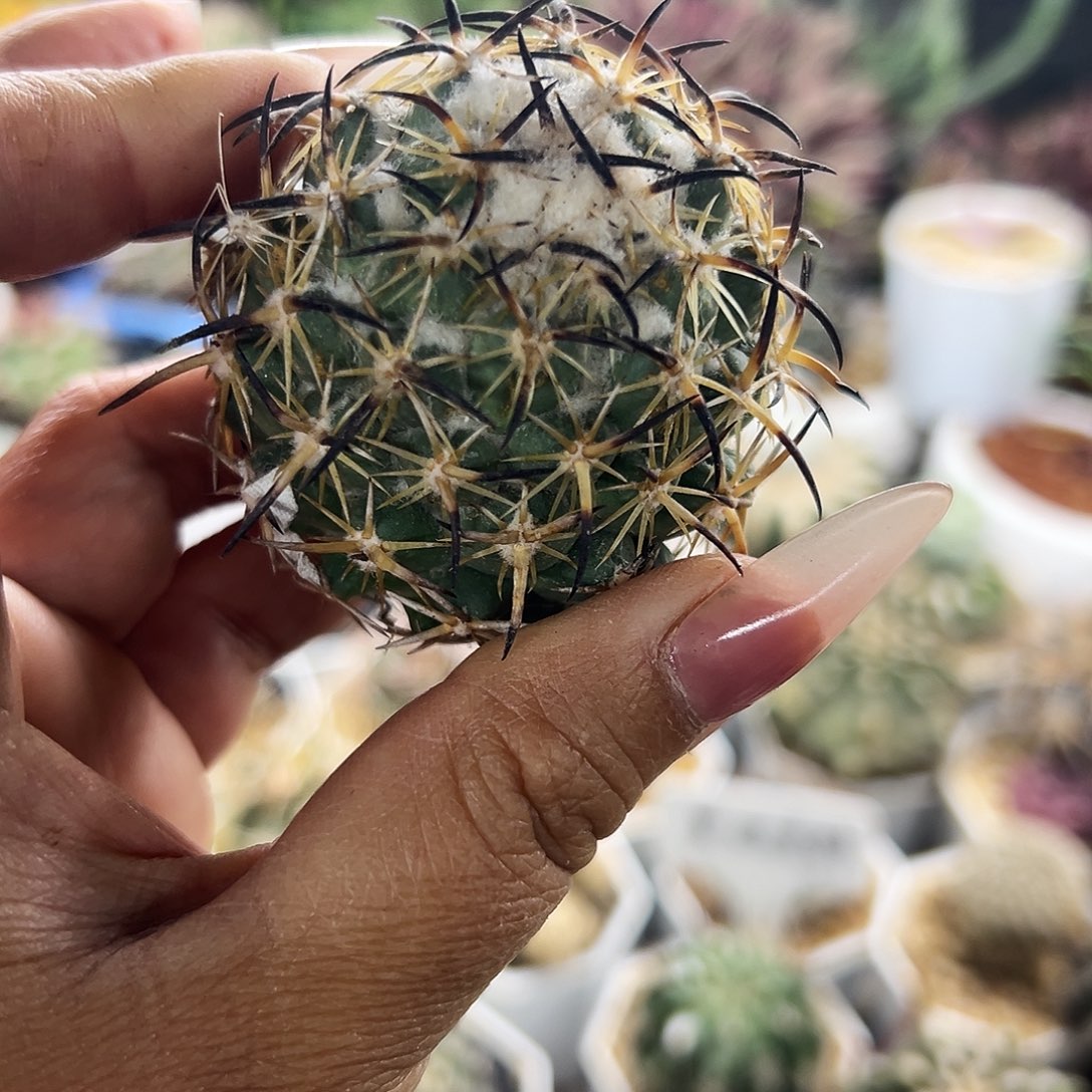 高绒钢钉微根仙人球666666