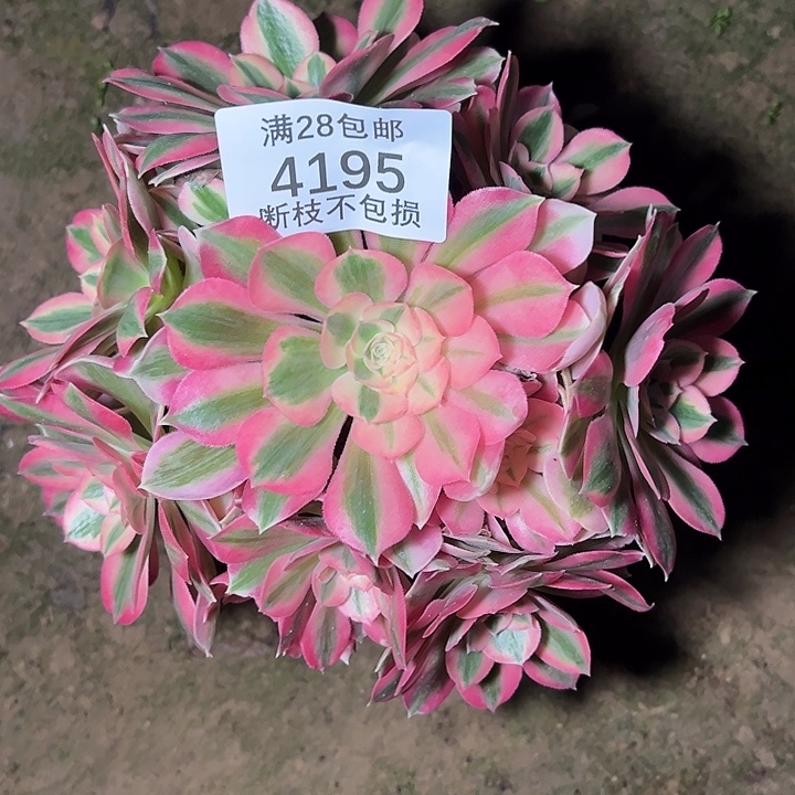 4195粉女巫多肉植物