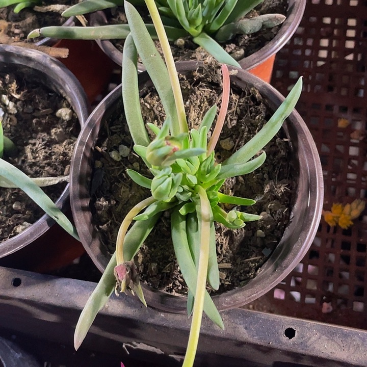 大奔龙3.8带盆土