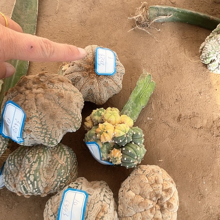 完全开放兜兜兜8