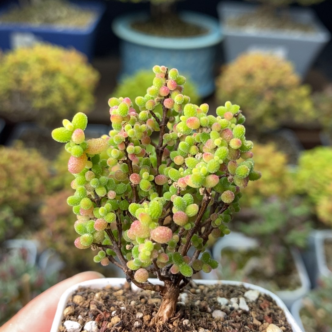 0665蜜橘糖球 。     