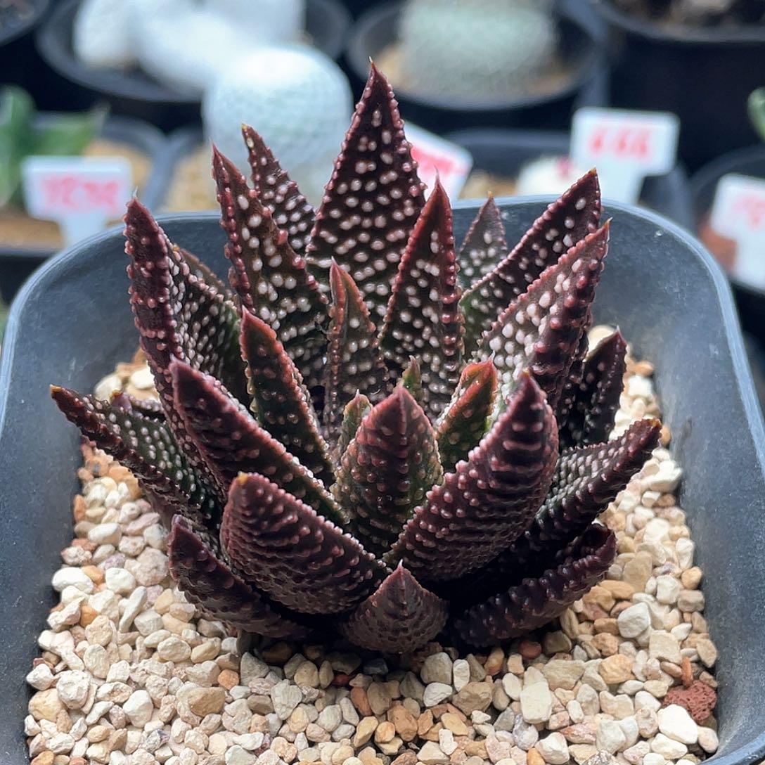 实生紫肌星点雪A  致远多肉植物