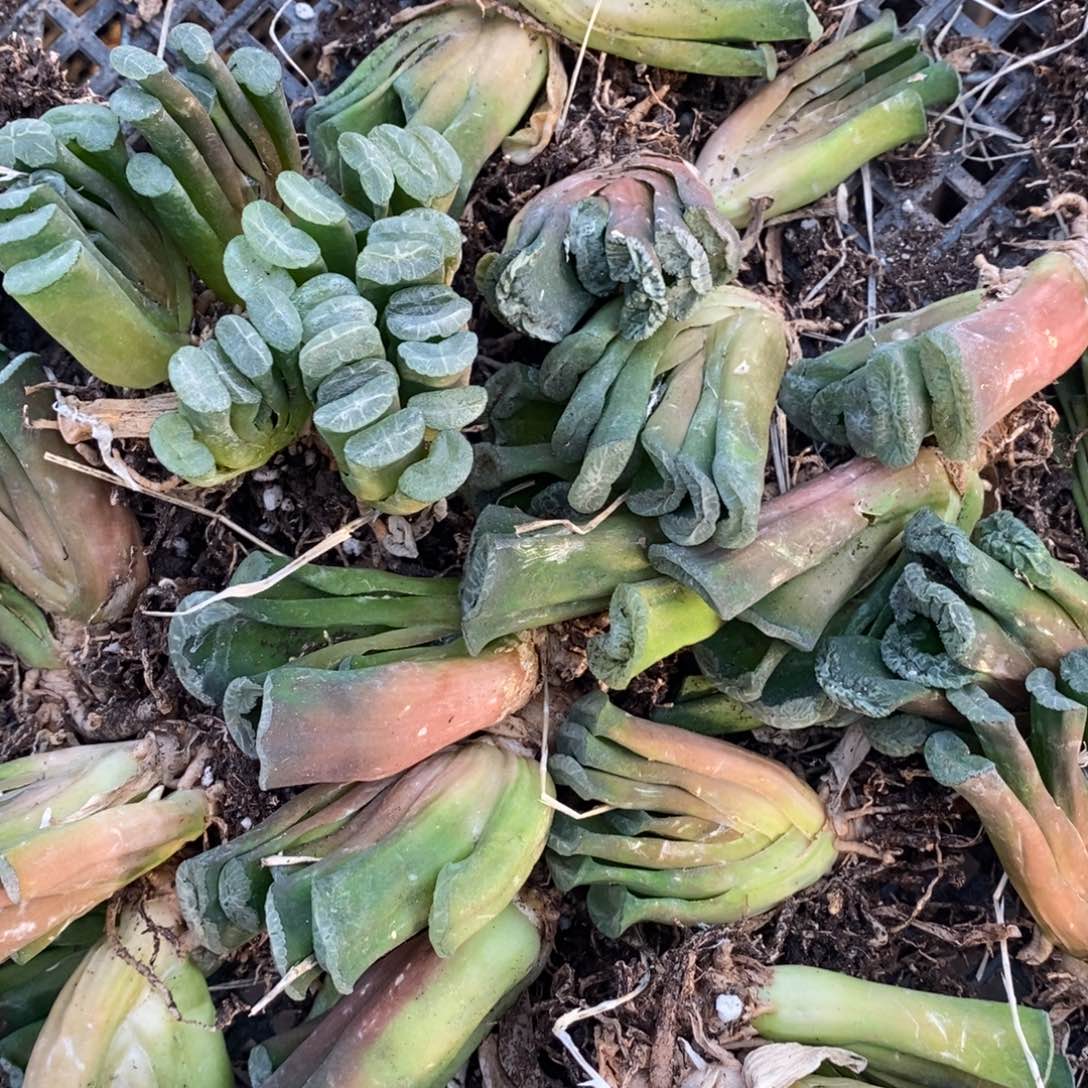 2506 一颗实生玉扇 圣诞福利