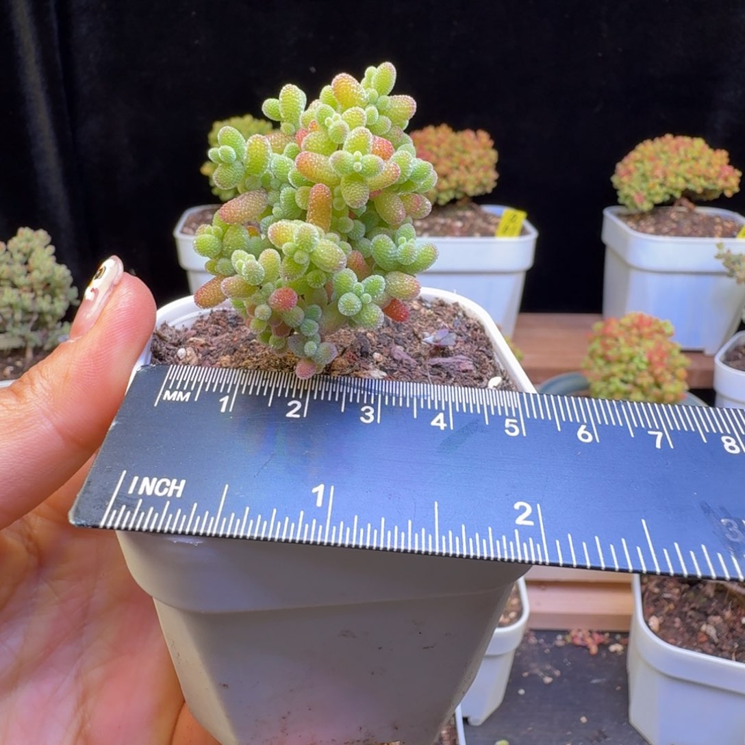 a55号蜜橘杂金桔实生清台福利