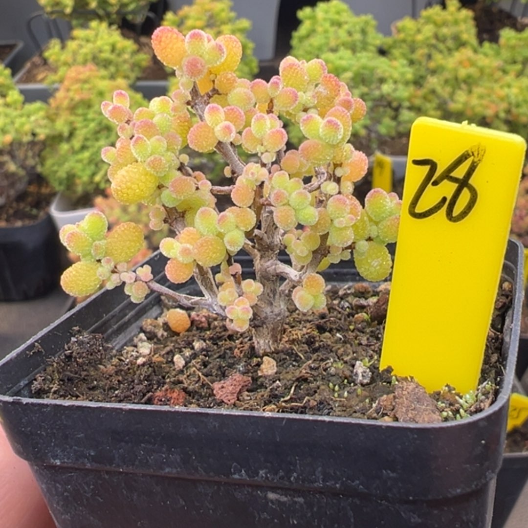 金桔糖球28号5.5cm盆