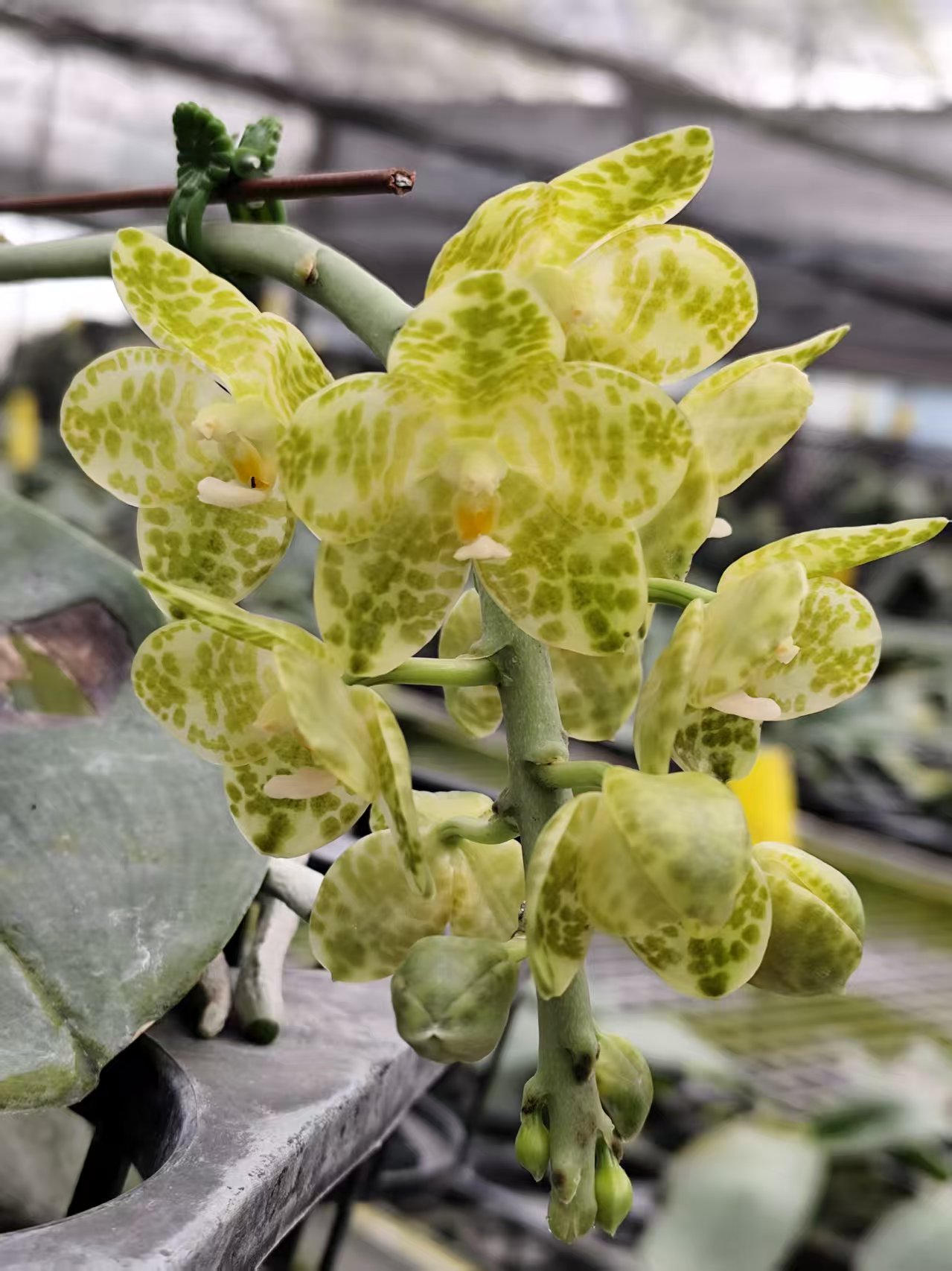 蝴蝶兰 十年大白象苗 兰场直发