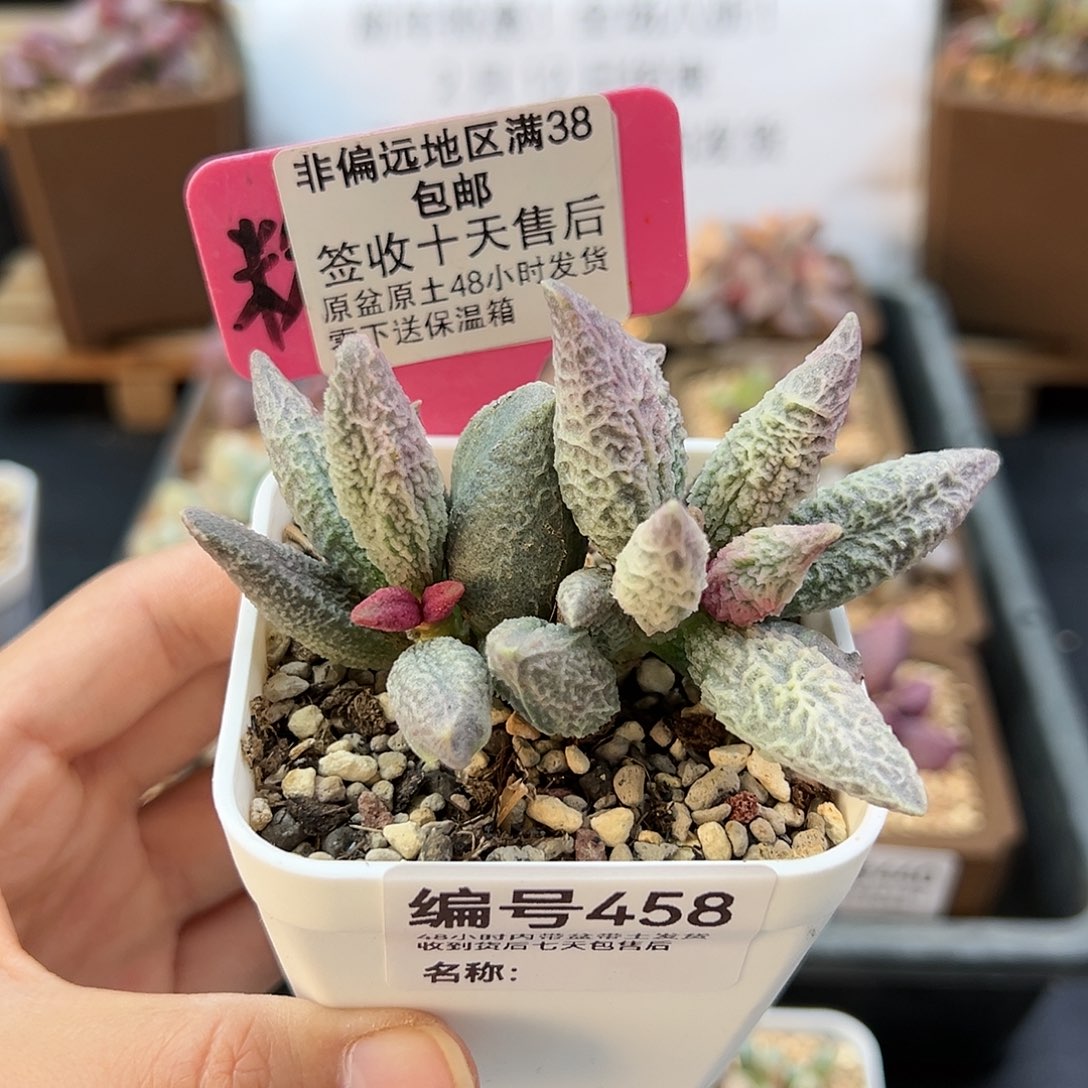 458融化纹冰淇淋多肉