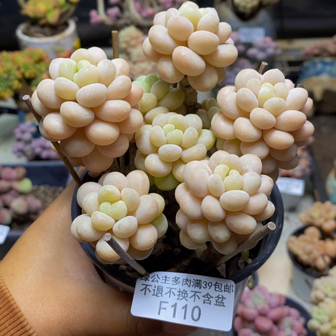 110洛可可多肉10cm