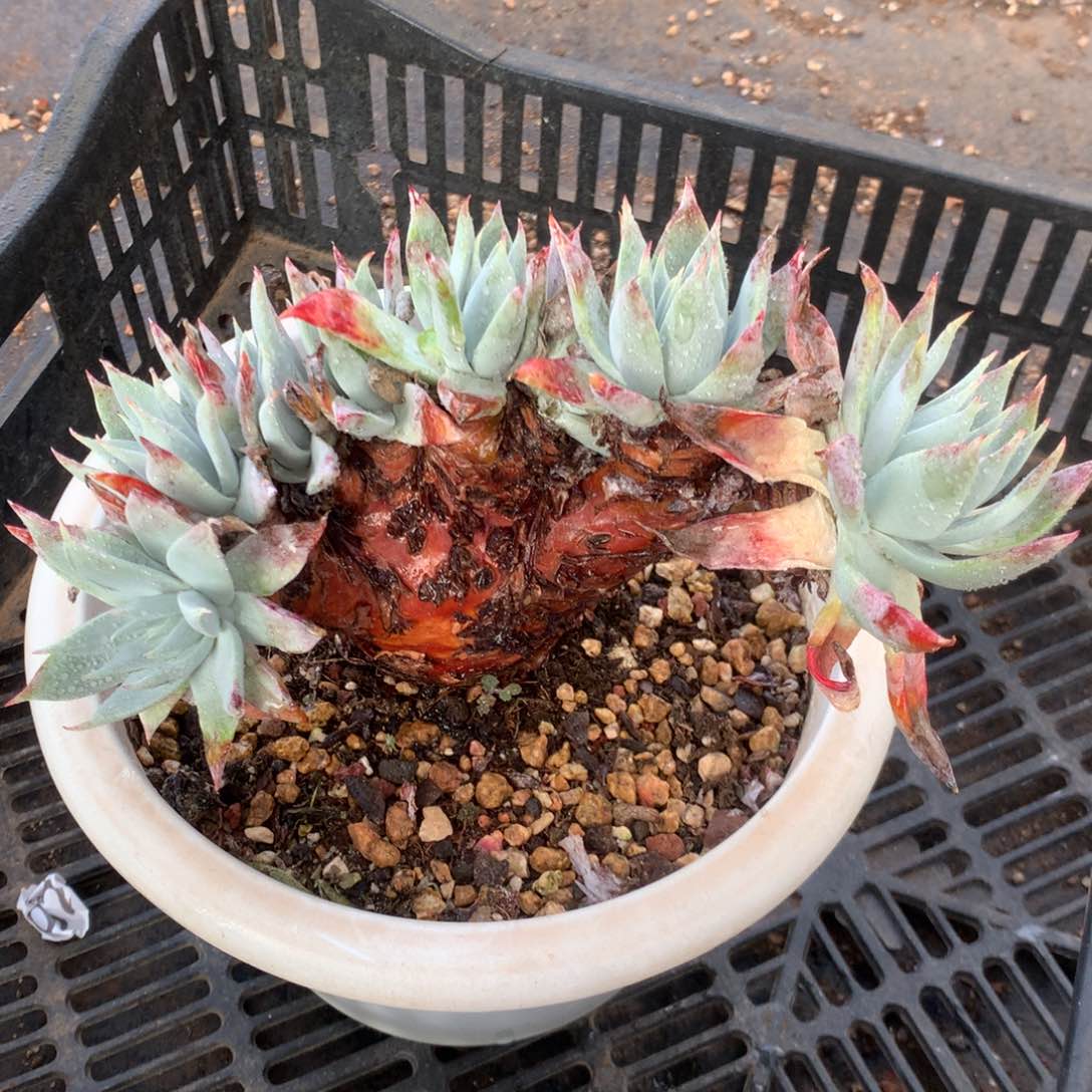 苹果叶雪山二代朵朵缀，2月8日发货