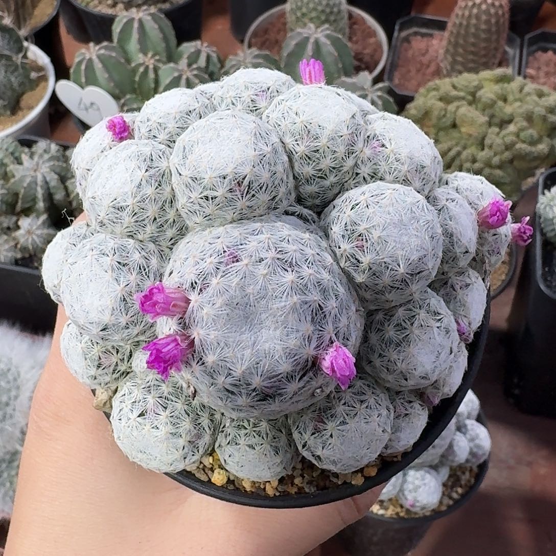 124号姬春星仙人球