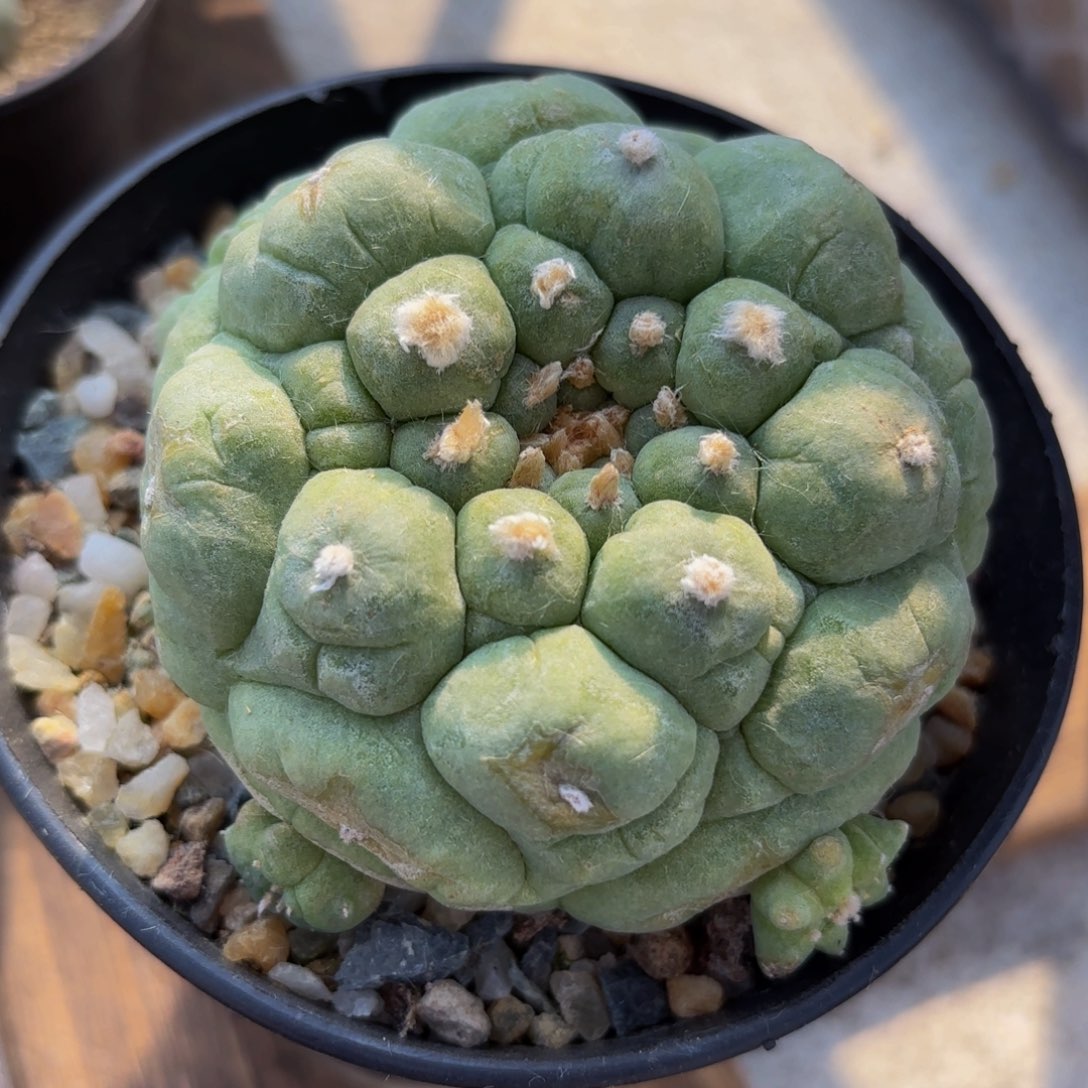 古田G g g g g g g g