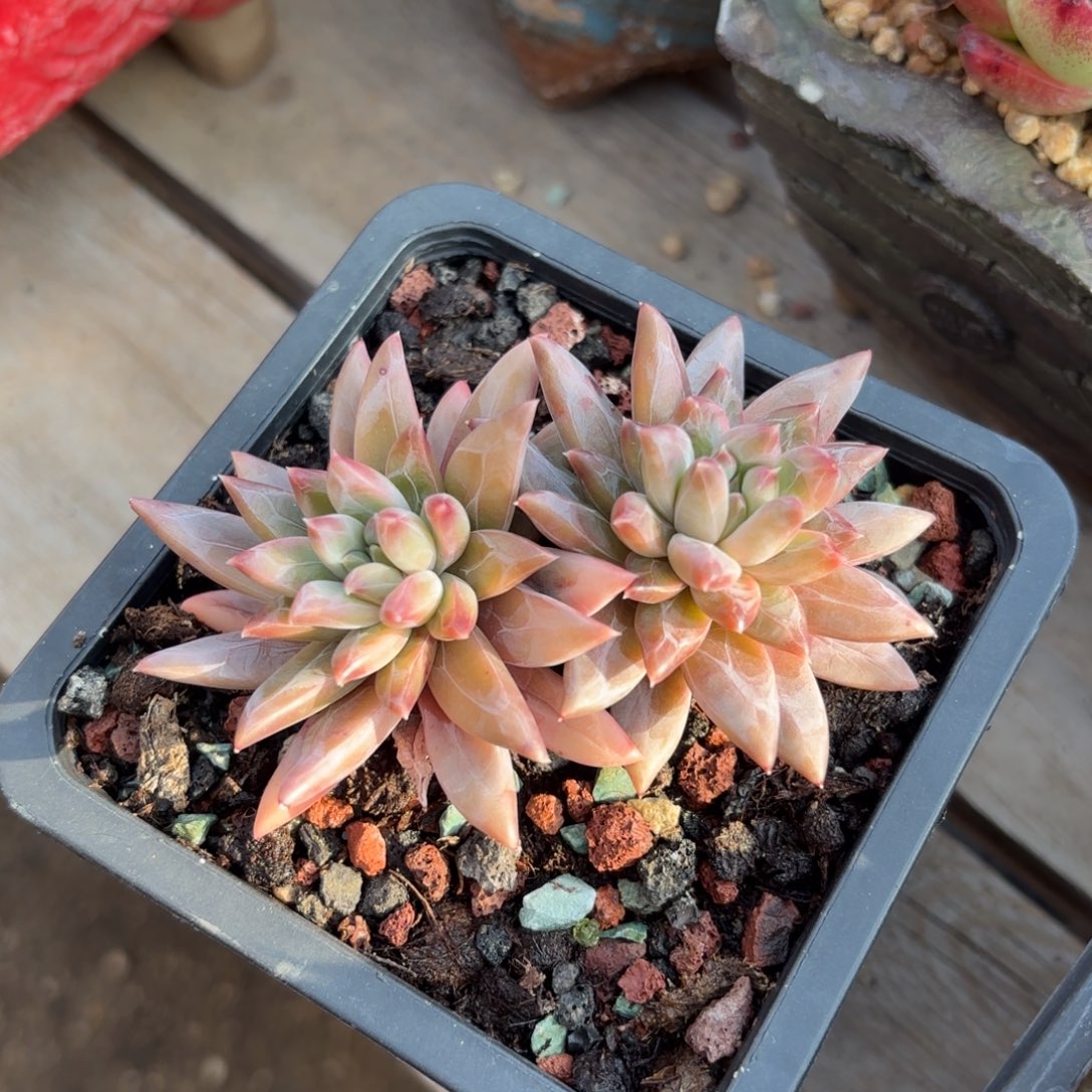 暗纹杂交 111111111