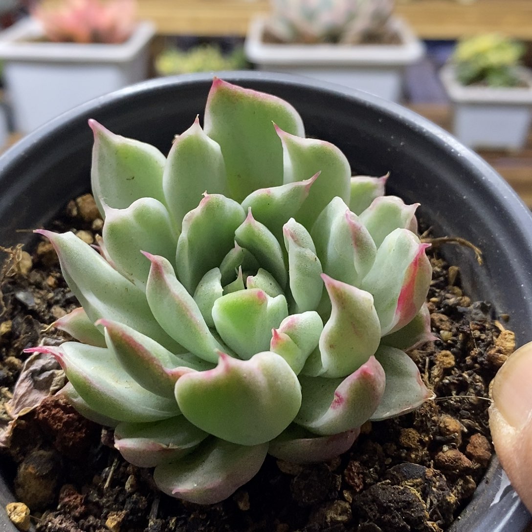 1711 不知名东云雪花锦