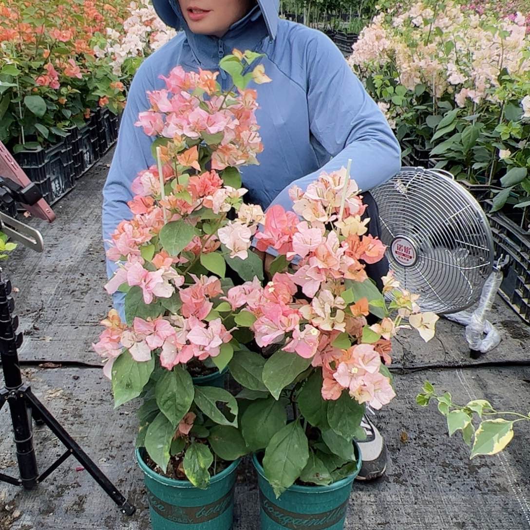 大部分开放少量花苞橙口红一颗