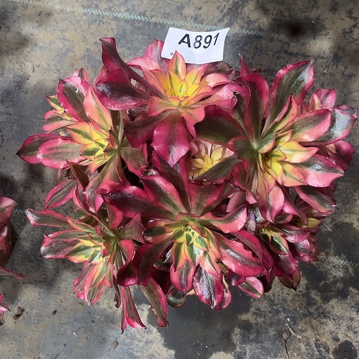 891魅影丛林砍过法师