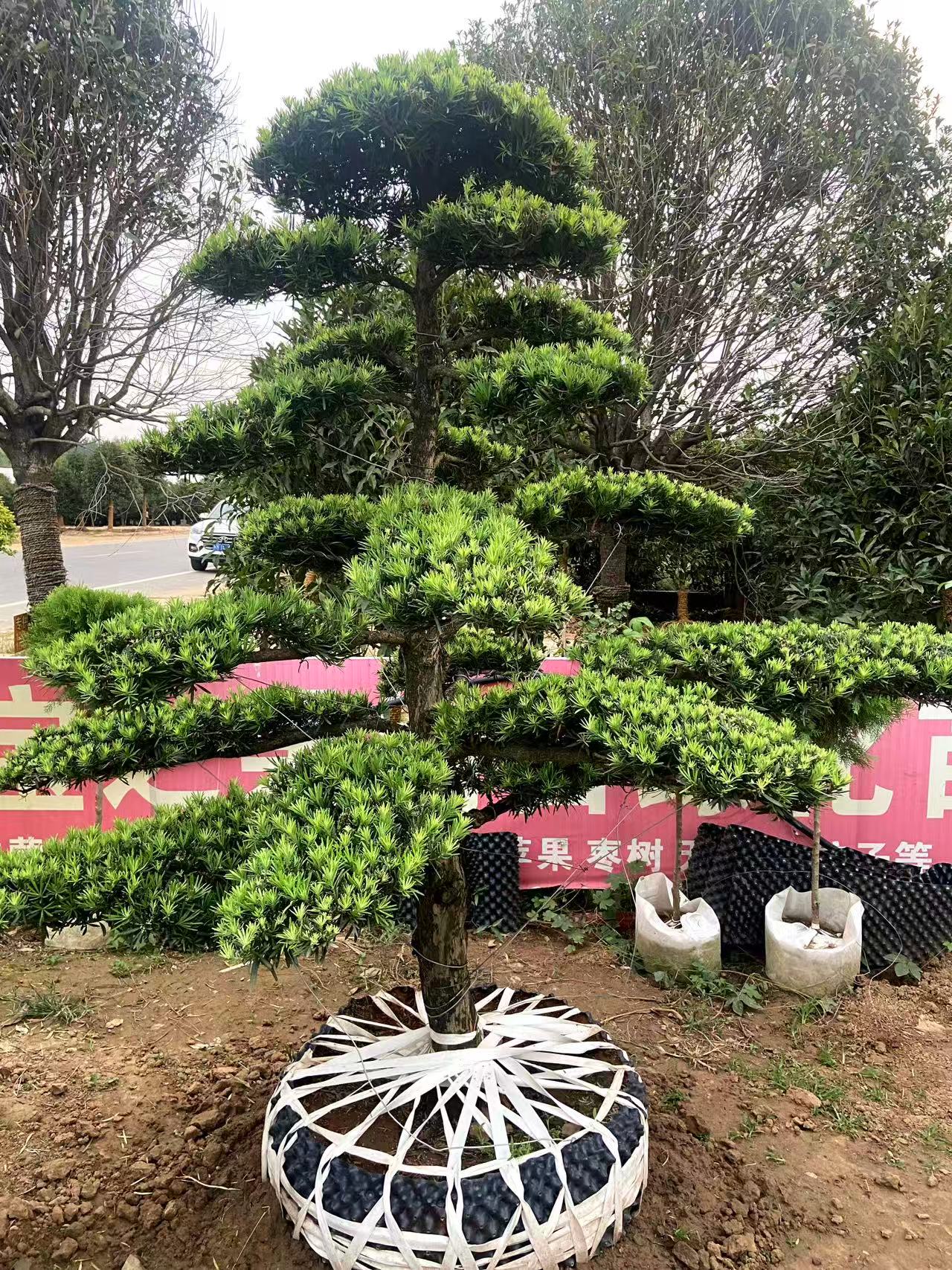 罗汉松精品原生造型树别墅庭院地景盆景名贵树矮桩四季常青