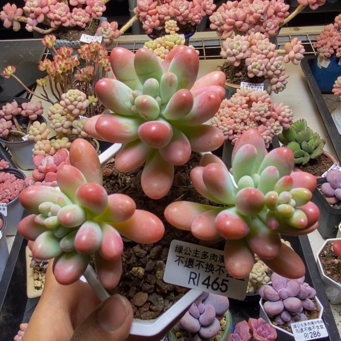465派大星多肉8c m