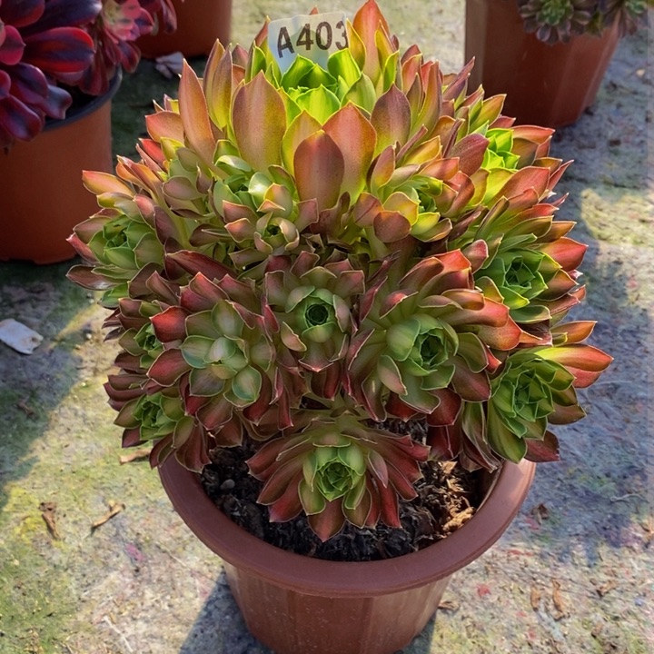 韶华多肉植物403