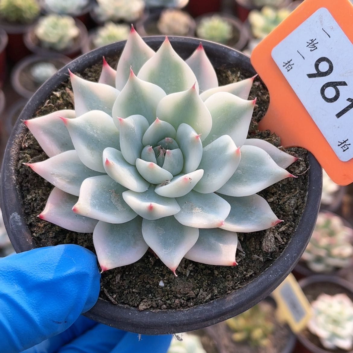 【闪购商品】无花朵起*了961号