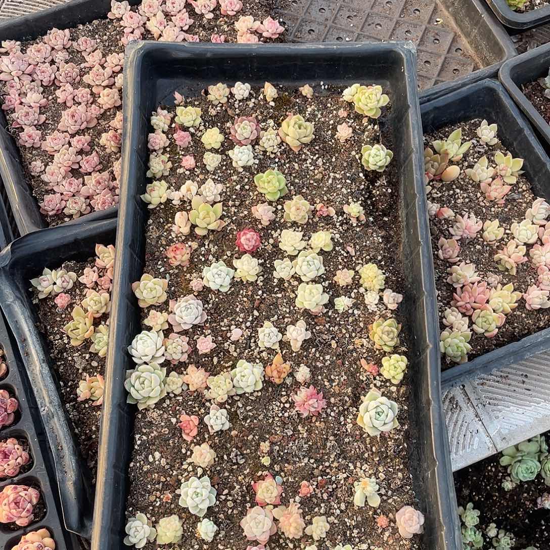 我***谁203。  切盒发货。                  