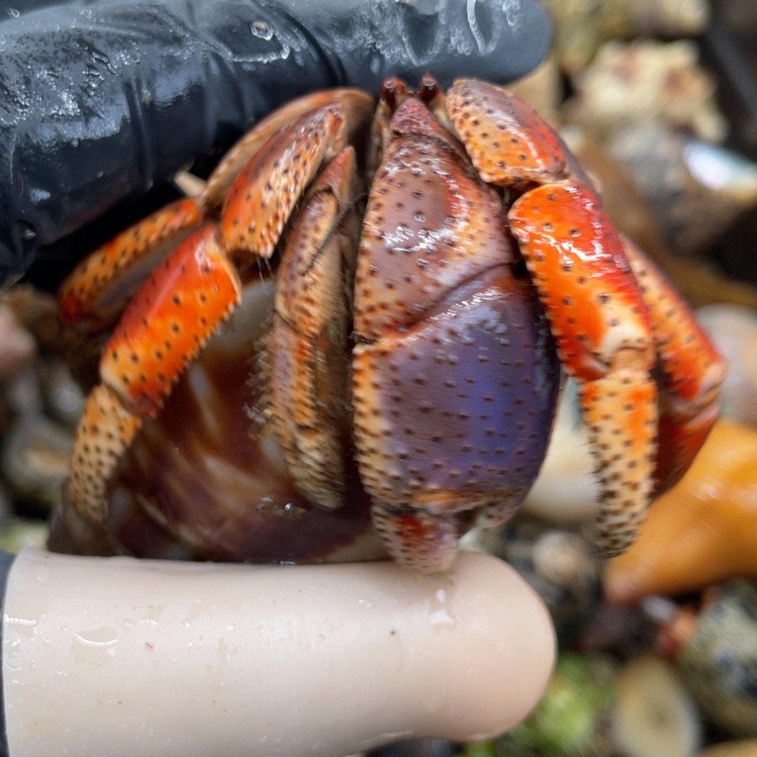 不退不换活体宠物141