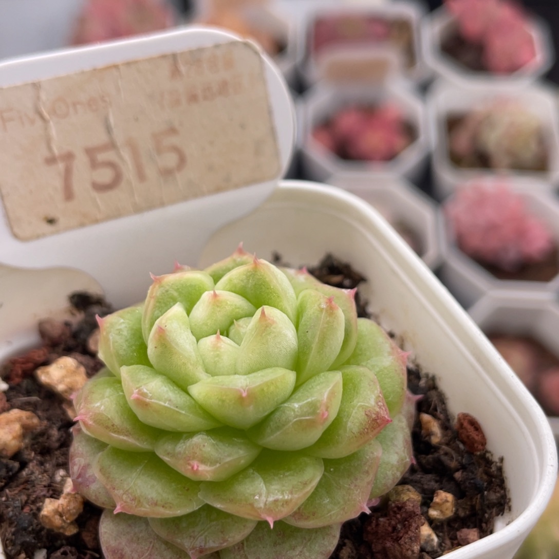 编号系列7515-4.0厘米