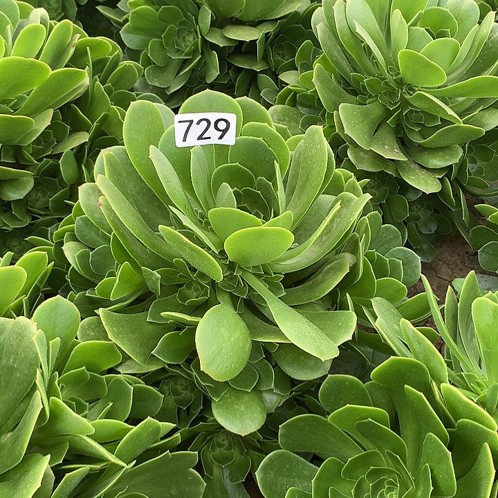 729绿杨蓉多肉植物1