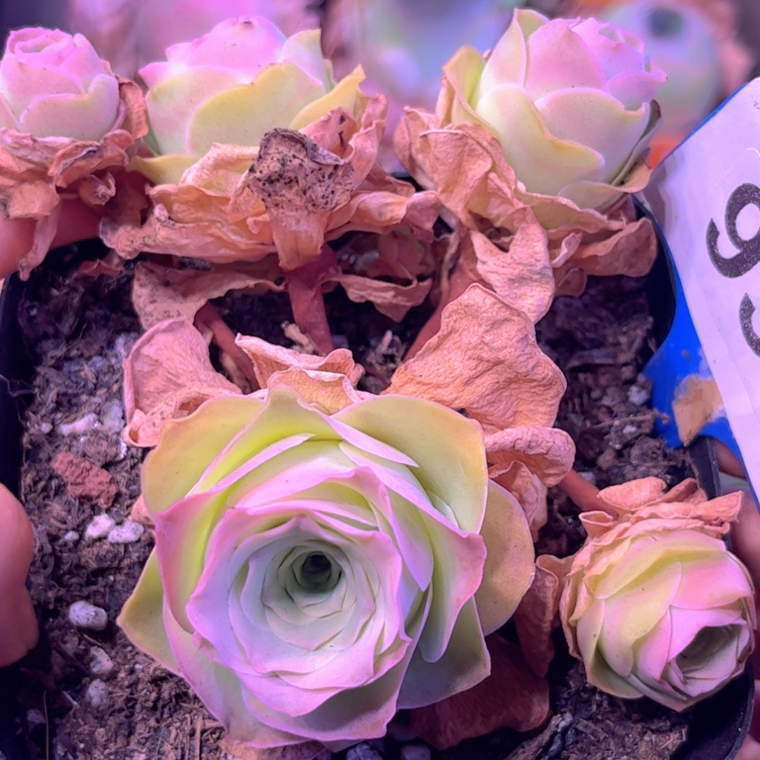 全部花朵L一物一拍山地玫瑰930