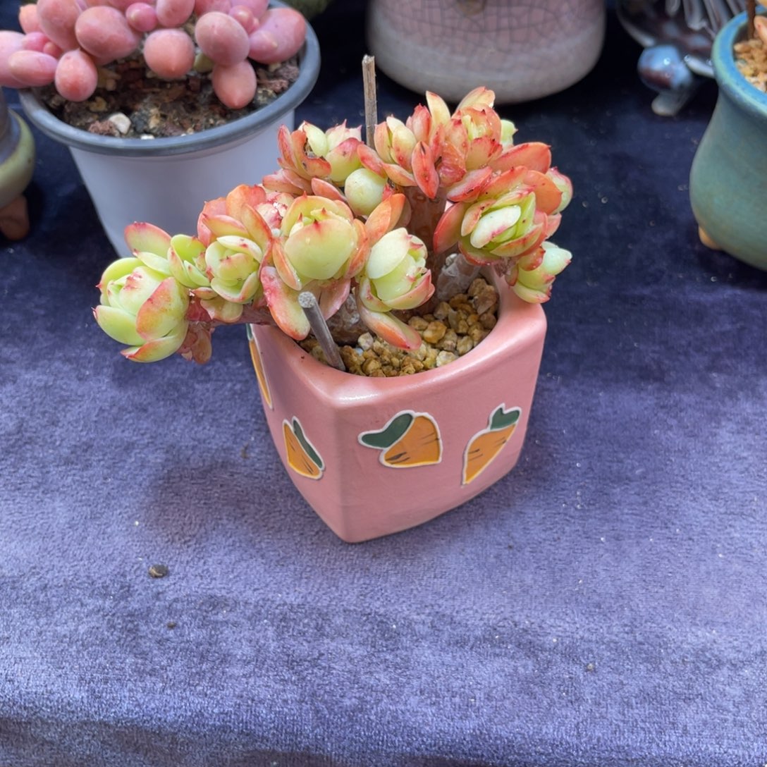 下***@碧桃朵缀 十公分 带盆