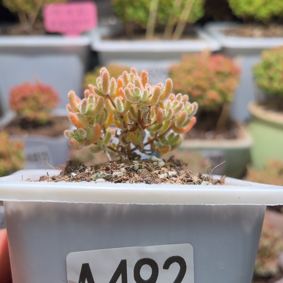 闪购商品冰橙A492