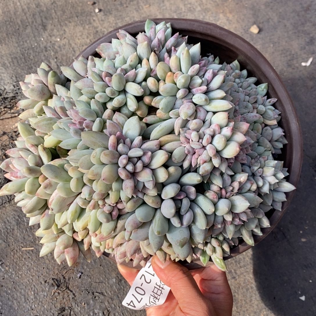 勿秒拍秒退1212-74胖美人缀