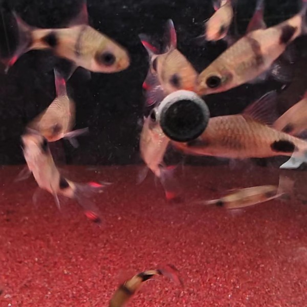 宠鱼水族 印尼 红唇红线黑影道人  群游鱼