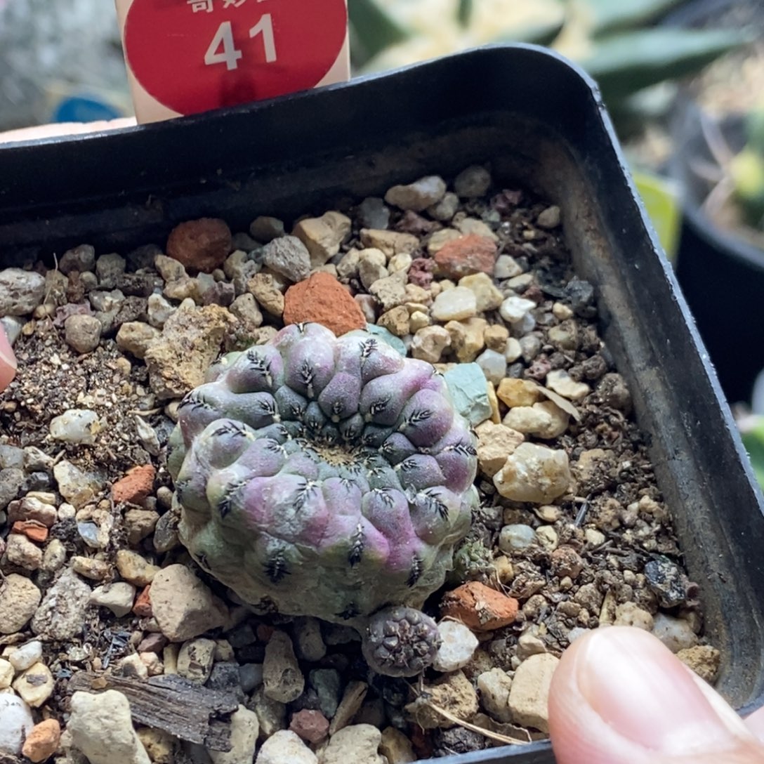 自根带崽紫丽丸一颗