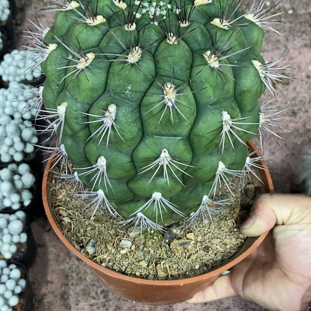 ༻***༺无花朵新天地仙人球仙人掌实生