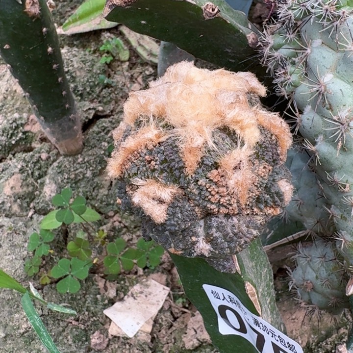 无花朵养****光075福利牡丹