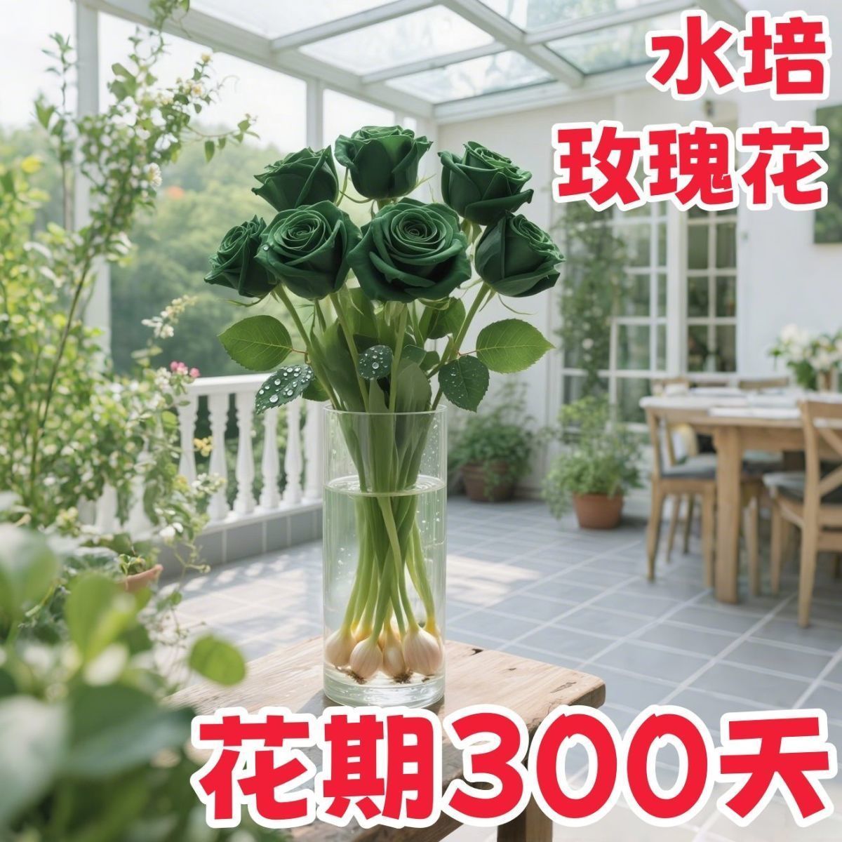 【浓香】大花月季玫瑰花种球花卉水培土培四季种植盆栽耐寒热易活