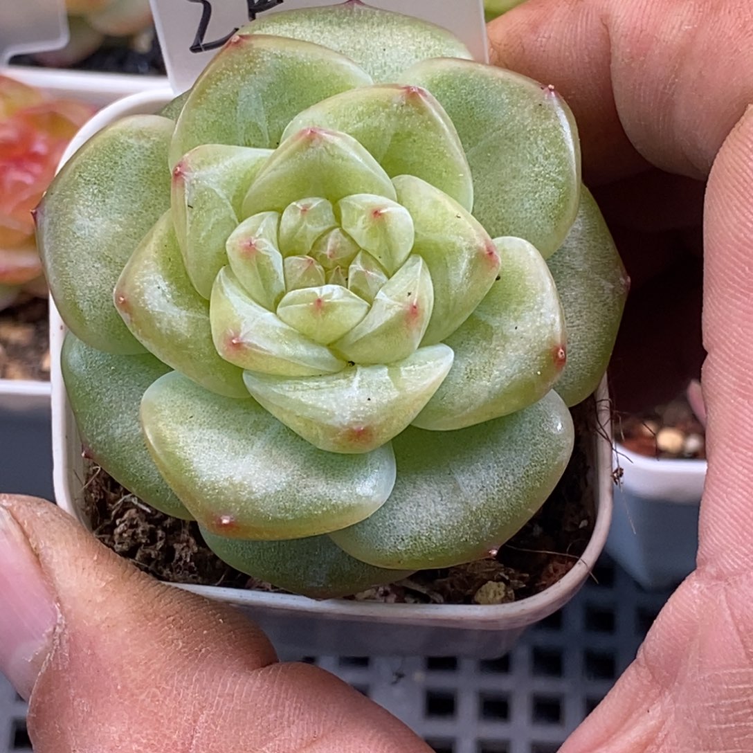 天官赐福百无禁忌