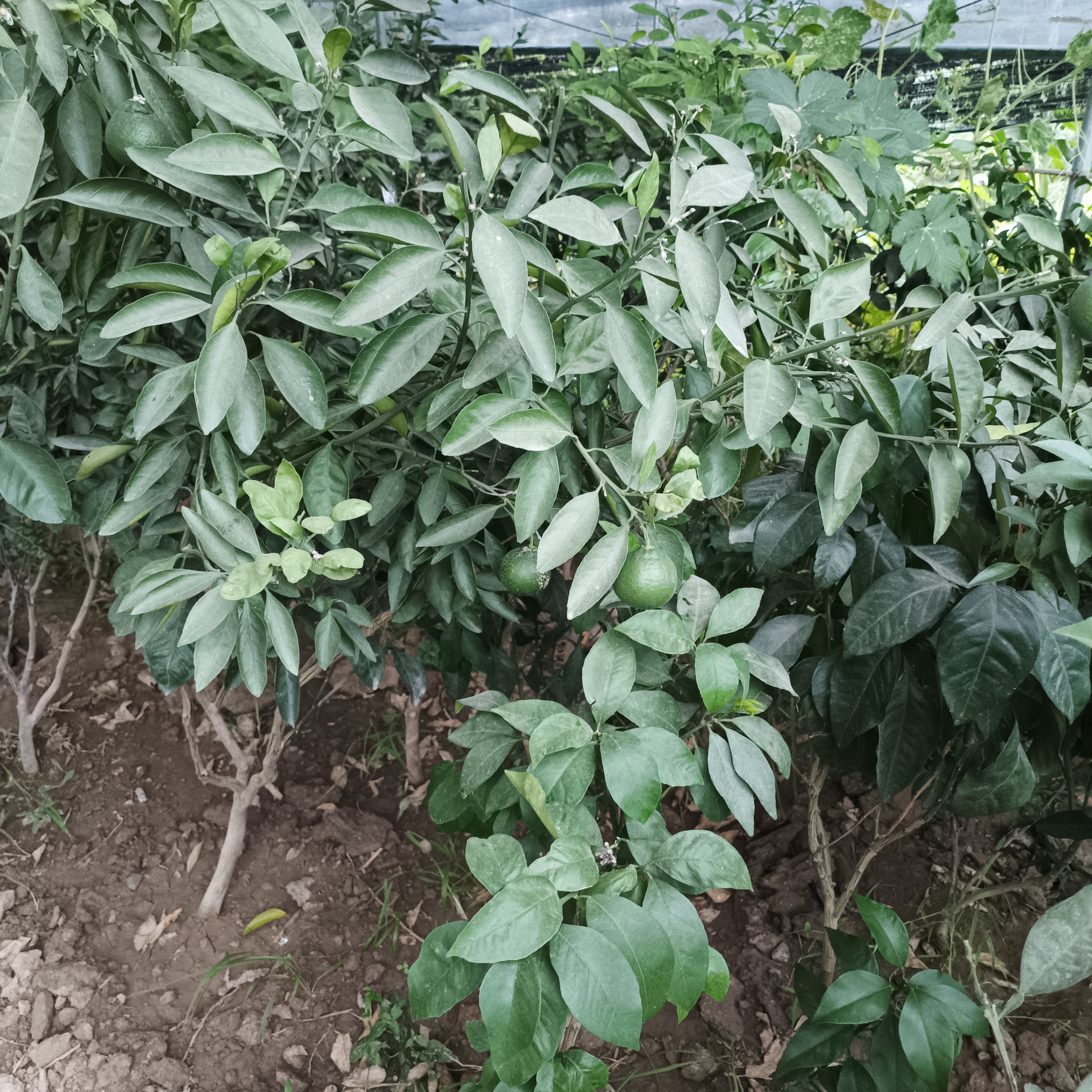花园植物一物一拍下单备注后四位