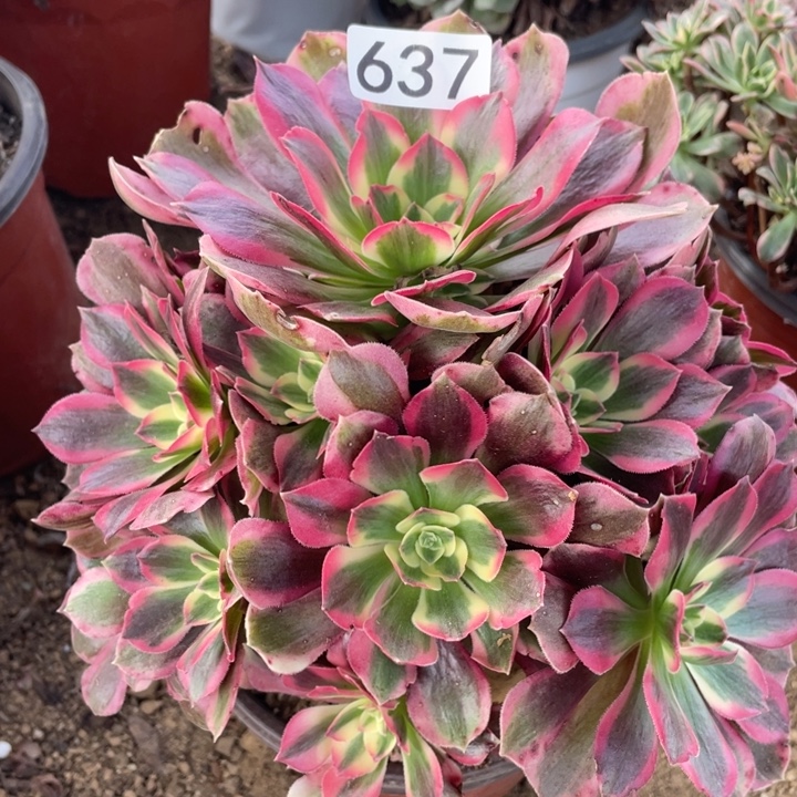 无花朵637皇后福利