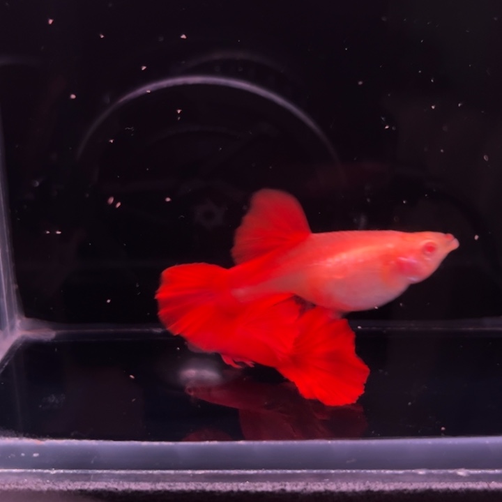 孔雀鱼血红种鱼1对公不完美