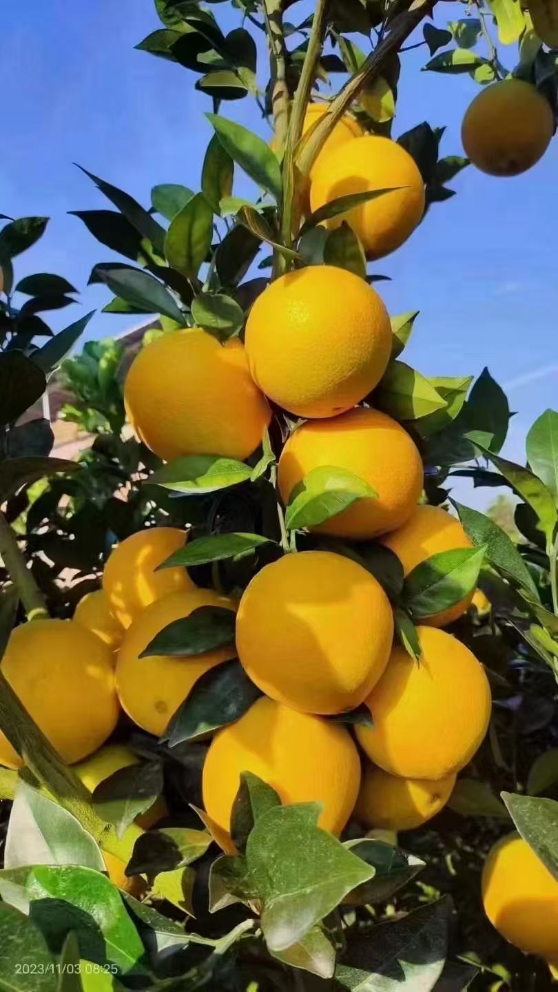 三叔自家赣南脐橙新鲜现摘产地直发