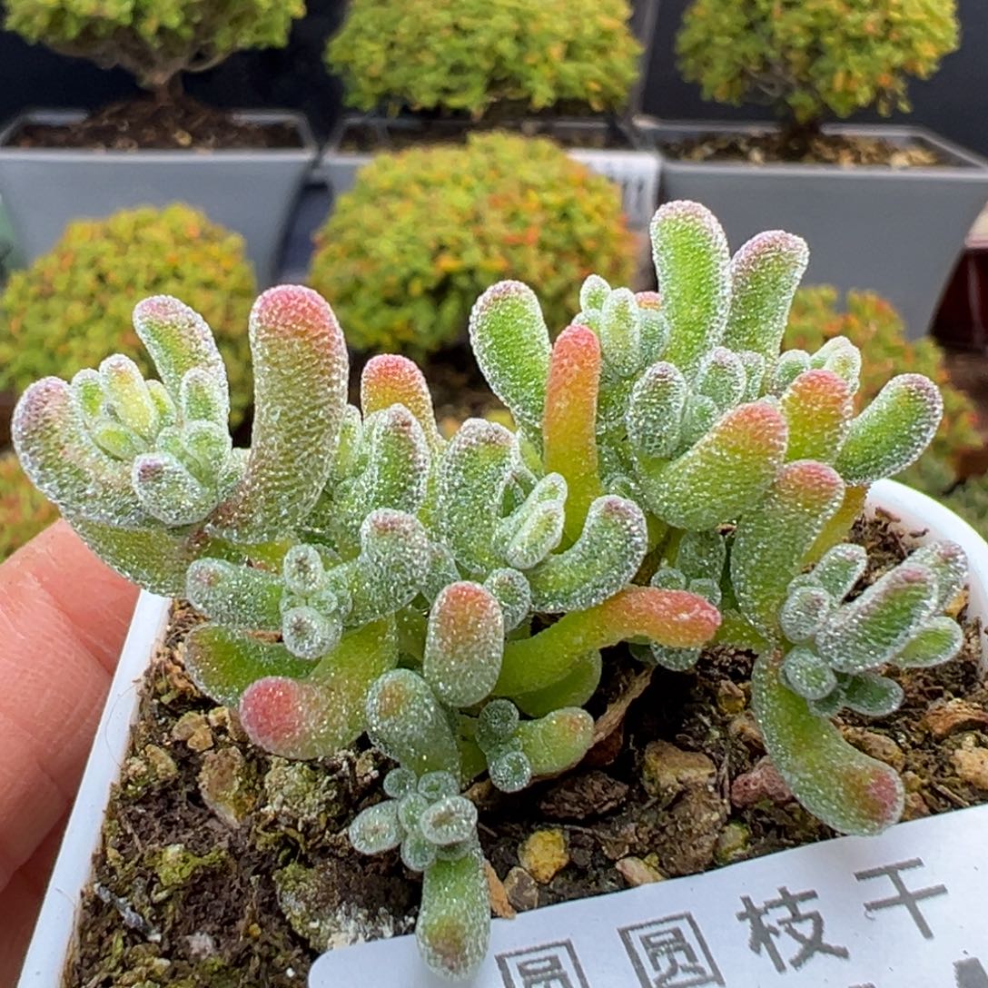 dy5447直杆双叉冰晶锦冠幅4cm
