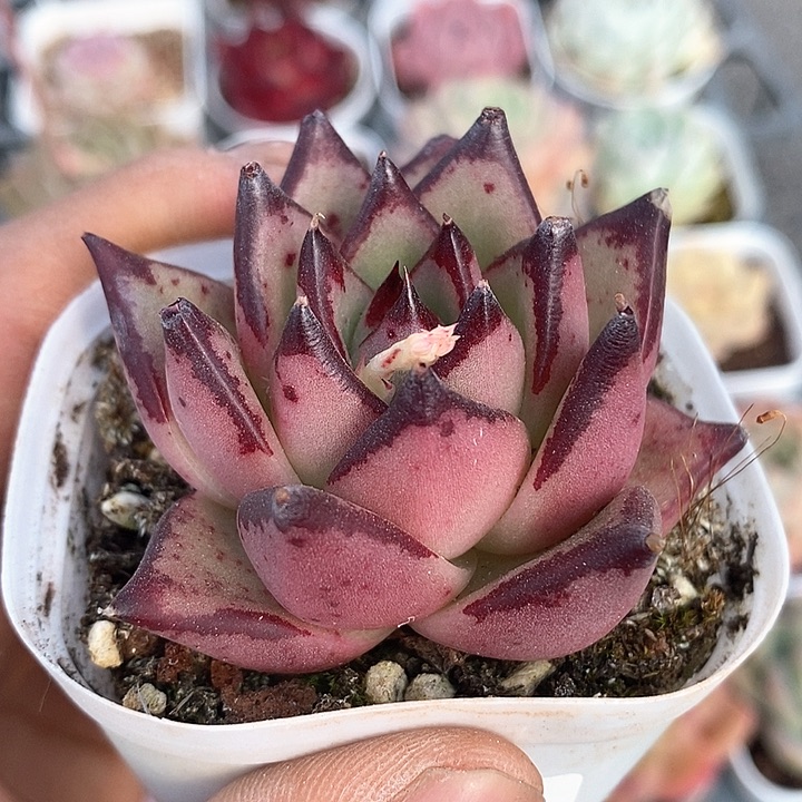 多肉植物一物一拍0155