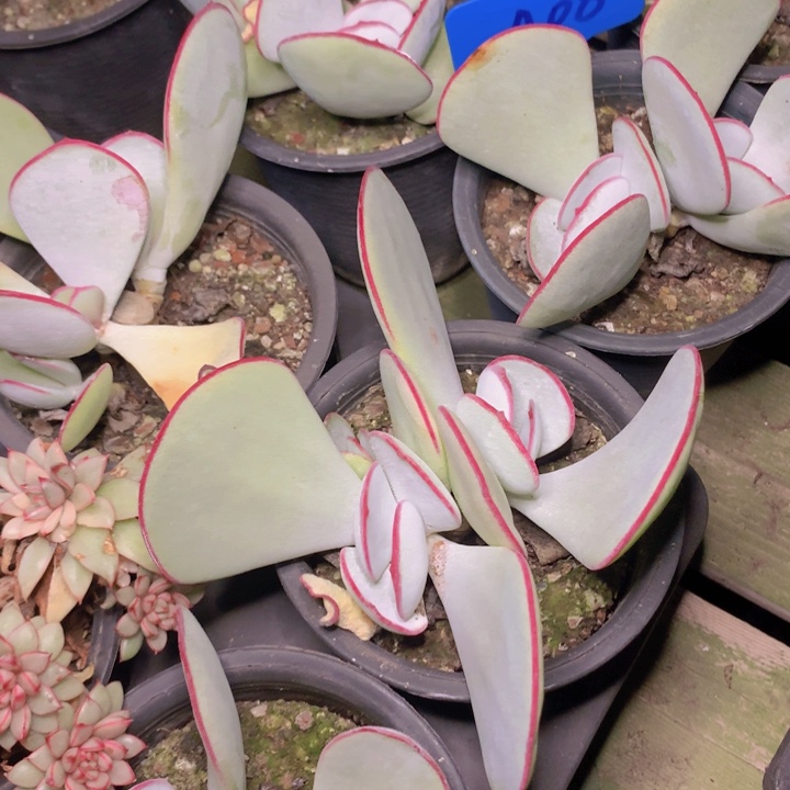 a08白眉双头脱土发货