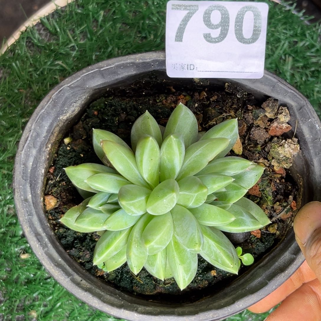 多肉植物青花瓷790