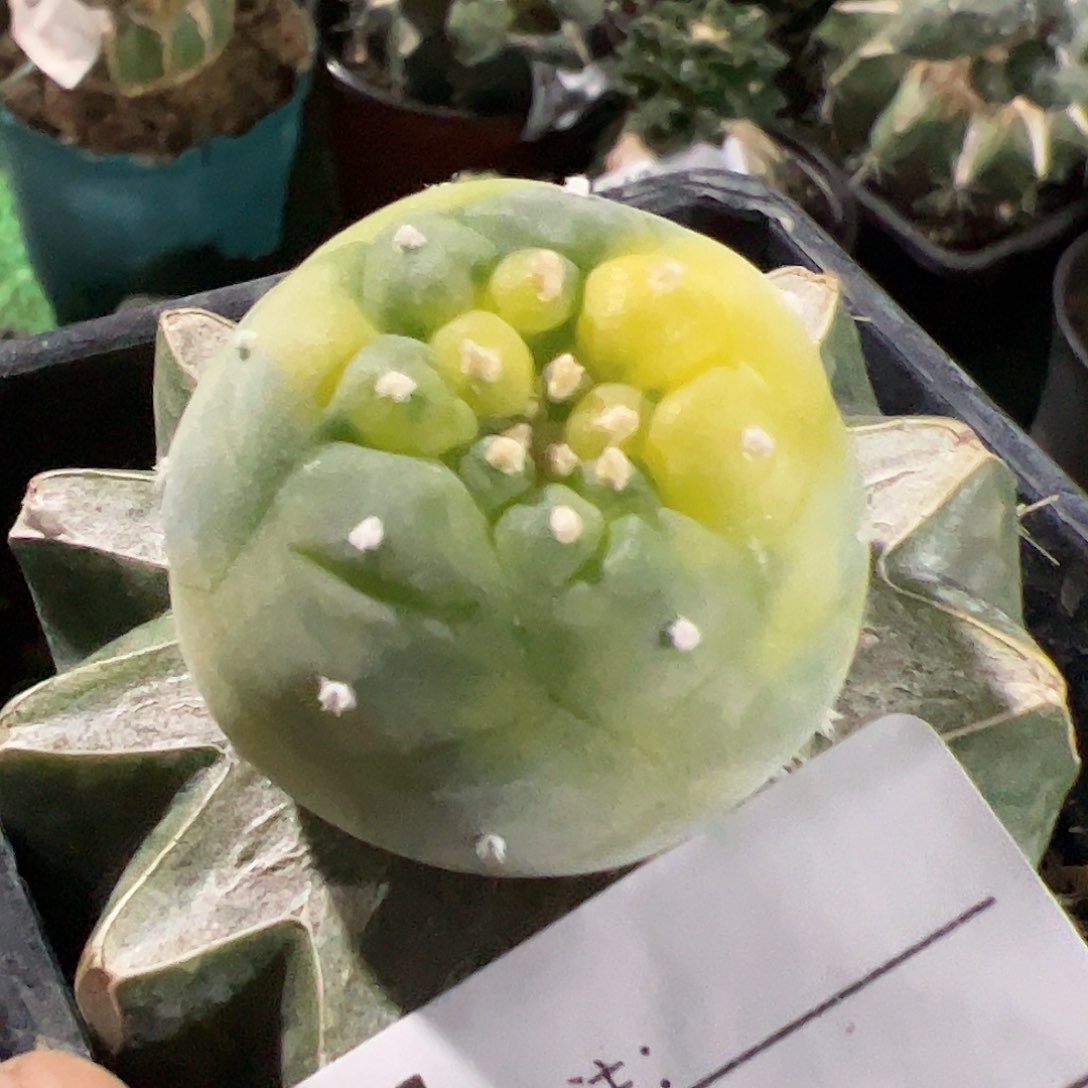 苗接散斑佛头锦254