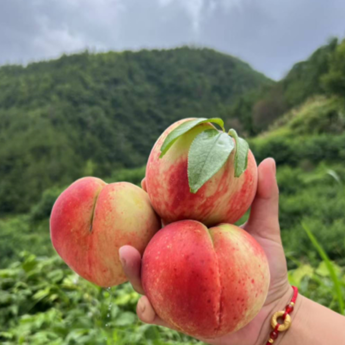 泰顺洲岭苏家山水蜜桃 现摘现发 易脱核 脆甜 果香味浓放软后香甜