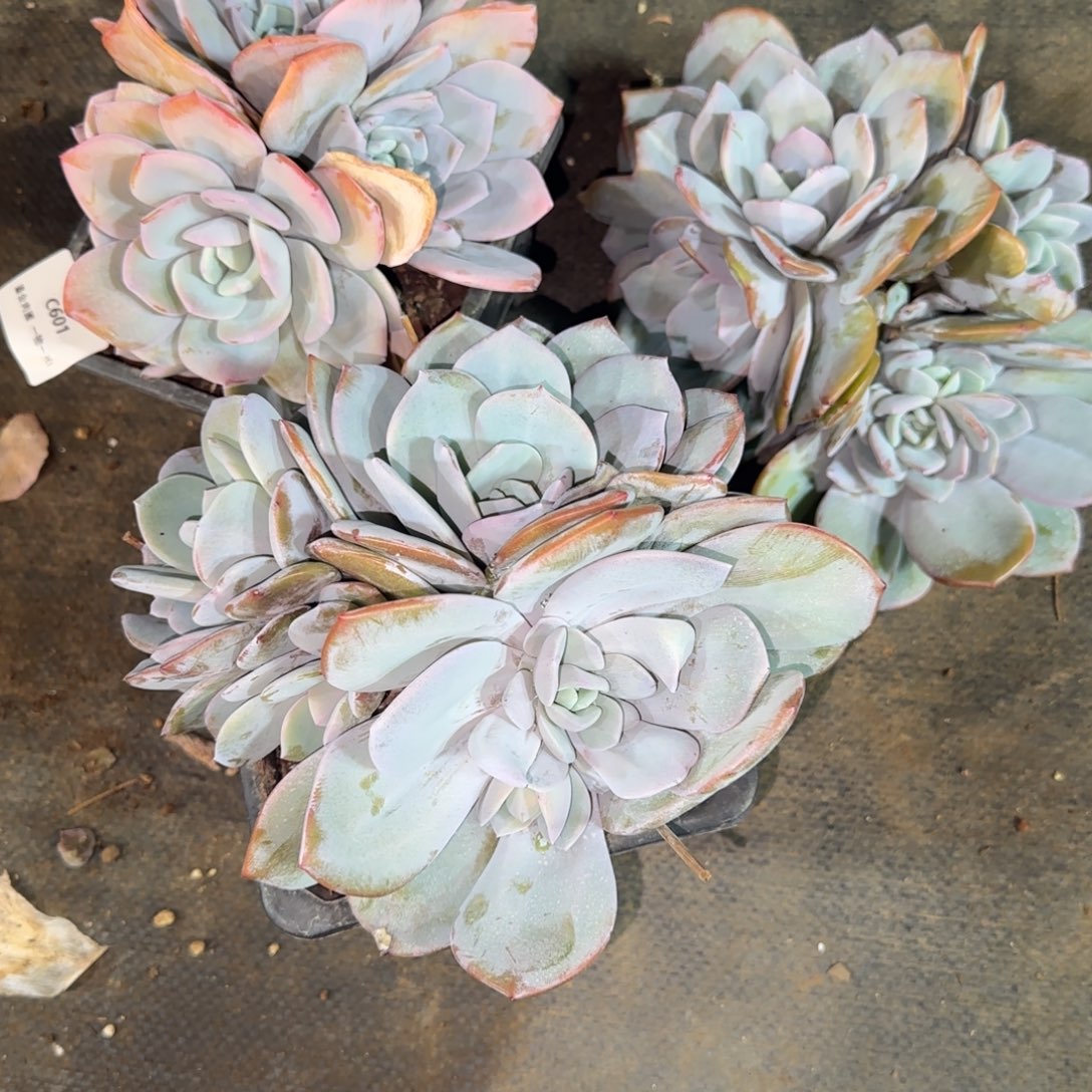 球***妈C601奶茶3颗68+68+88