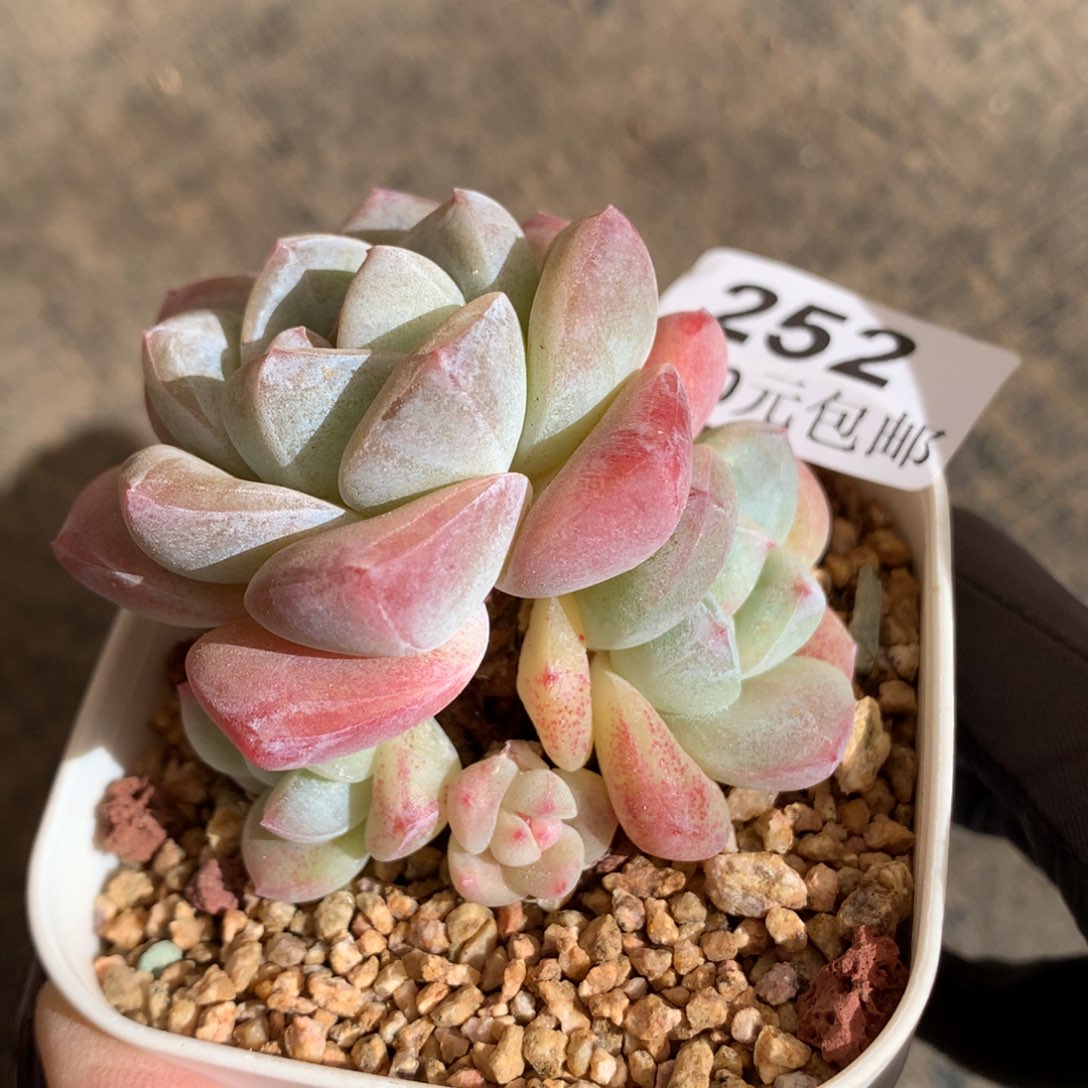 252。五头白底萝卜腿冰玉6cm。